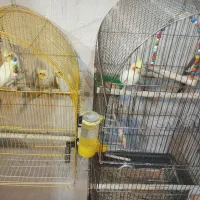 عروس هلندی