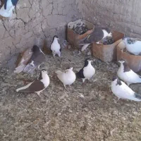 کفتر سده