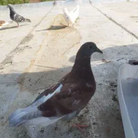 کبوتر شازده با پلاکی