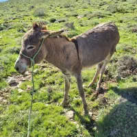 الاغ ماده