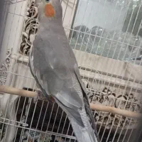 عروس هلندی سه ماهه