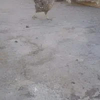 مرغ گلین اصل