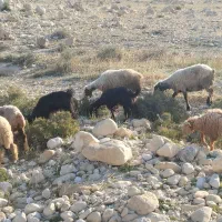 تعدادی میش  بز و کهره