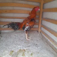 جوجه لاری ابرش و سرخ سیاه