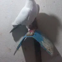 گوباش
