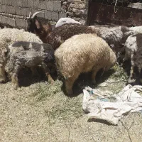 گوسفند