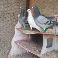 کبوترالمانی وکرمانی درچناران