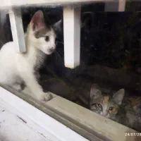 دوتا بچه گربه نیازمند سرپرست مهربان و دلسوز
