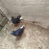 ی جفت دم سفید طوقی 7رنگ خال دار