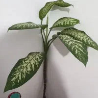 گلل|گل و گیاه طبیعی|سنندج, |دیوار
