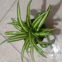 گندمی ابلق