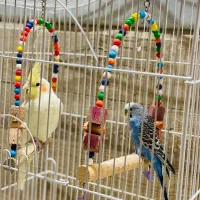 پرنده عروس هلندی و مرغ عشق