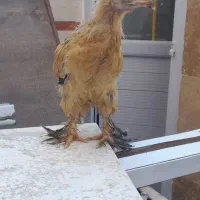 جوجه برهما از نژاد غول پیکر
