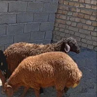 یک عددبره ماده ویک بره نر سرخ