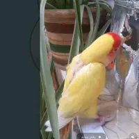 پرنده طوطی برزیلی گمشده