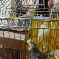 سه عدد عروس هلندی