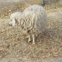 گوسفند|حیوانات مزرعه|ماهان, |دیوار