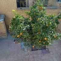 اجاره-ویلایی-روزانه