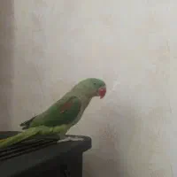 شاه طوطی