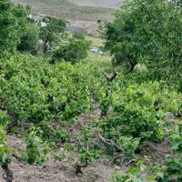 باغ انگور و میوه روستای هزاوه