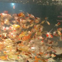 ماهی قرمز|ماهی|کرج, حیدرآباد|دیوار