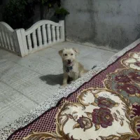 سگ باهوش