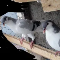 جوجه کبوتر پرشی