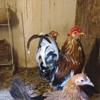 مرغ و خروس