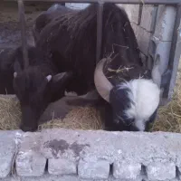 گاومیش و گوساله جوان