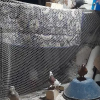 کفتر کرباتی و سرخ و طوقی