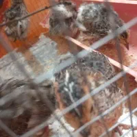 بلدرچین یکماهه