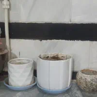 گلدان|گل و گیاه طبیعی|کنگاور, |دیوار