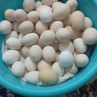 تخم مرغ نطفه دار