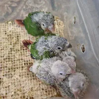 جوجه گرینچیک