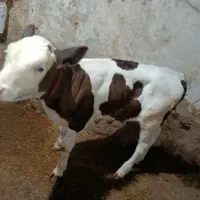 گوساله سیمینتال