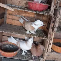 پرنده|پرنده|نقده, |دیوار