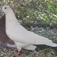 تعویض ۴ طوق کبوتر با قناری ماده اماده تن نرفته