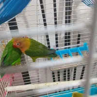 کوتوله فیشر