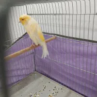 قناری بلند کشیده