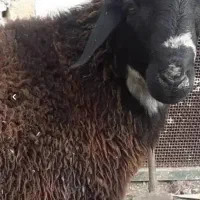 قصابی سیار درمحل شما کاملاً بهداشتی
