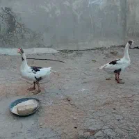 دو عدد غاز
