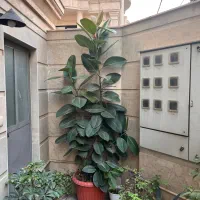 گل فیکوس