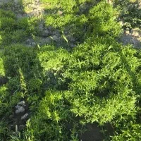 نشاء جارو فراشی