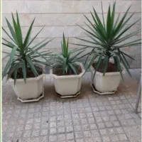 فروش ۳عددگلدان یو کا