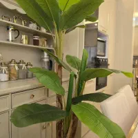 درختچه موز ۲ متری نو