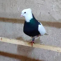 دو کفتر سینه سرخ و یک طوقی سیاه