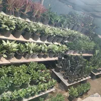 معاوضه گل با پرنده