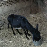 فروش الاغ