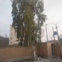 بریدن درخت ونخل|خدمات باغبانی و درختکاری|خرمشهر, |دیوار