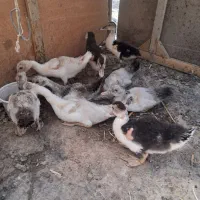 اردک اسرائیلی و جوجه هاش